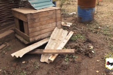 Медведь забрался во двор дома и утащил собаку в Иркутской области Пресс-служба ГУ МВД России по Иркутской области